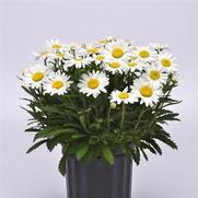 Leucanthemum x superbum 'Make My Daisy&trade; Happy'