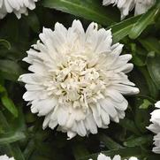 Leucanthemum x superbum 'Make My Daisy&trade; Crazy'