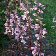 Penstemon digitalis 'Blackbeard'