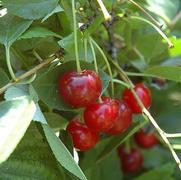 Prunus x 'Romance Crimson Passion'