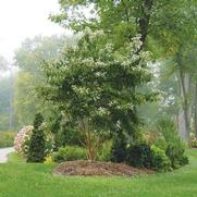 Heptacodium miconioides 'Temple of Bloom'