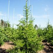 Larix laricina