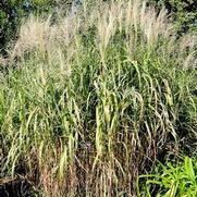 Miscanthus floridulus