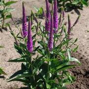 Veronica hybrid 'Purpleicious'