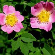 Rosa 'Carolina'