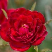 Rosa 'Chi'