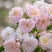 Rosa 'Elizabeth'