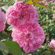 Rosa 'Harlow Carr'