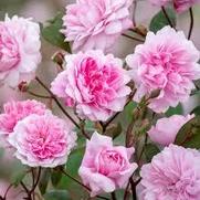 Rosa 'Mary Delany'