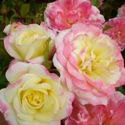 Rosa 'Music Box'