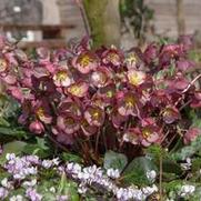 Helleborus 'Frostkiss Elemental'