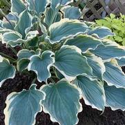 Hosta hybrid 'Shadowland Hope Springs Eternal'