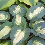 Hosta hybrid 'Hudson Bay'