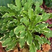 Hosta hybrid 'Shadowland Wheee'
