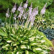 Hosta hybrid 'Shadowland Miss America'