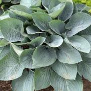 Hosta hybrid 'Shadowland Above the Clouds'