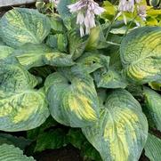 Hosta hybrid 'Shadowland Sound of Music'