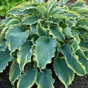 Hosta hybrid 'Shadowland Voices in the Wind'
