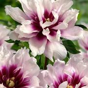 Paeonia itoh 'Cora Louise'