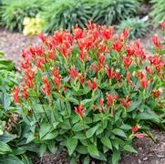Spigelia marilandica 'Orange Slices'