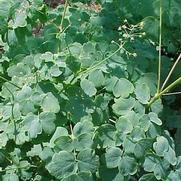 Thalictrum 'Dioicum'