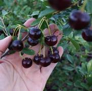 Prunus x 'Romance Carmine Jewel'