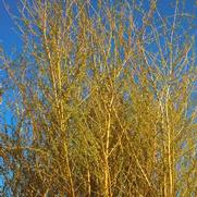 Salix niobe