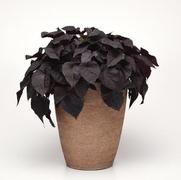 Ipomoea batatas 'Spotlight Black Heart'