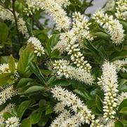 Itea virginica 'Fountains Of Rouge'