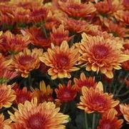 Chrysanthemum 'Avalon Orange'