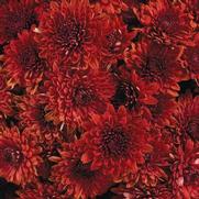 Chrysanthemum 'Avalon Red'