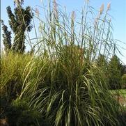 Erianthus ravennae