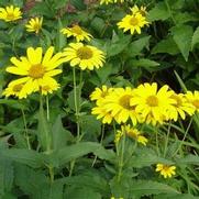 Heliopsis helianthoides 'Summer Sun'