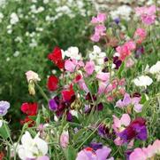 Sweet Pea 